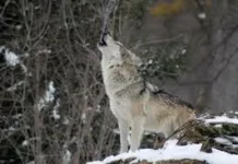Κλιμακώνονται οι θανατηφόρες επιθέσεις λύκων σε αδέσποτους σκύλους του δήμου Φυλής