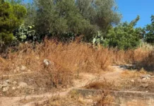 «2.500 στρέμματα στον Υμηττό παραμένουν να καθαριστούν ακόμη και σήμερα»