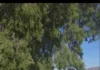 Ομορφιά και ευπρεπισμός στην τελική προβλήτα του Περάματος