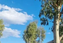 Εντατικό θερινό πρόγραμμα συντήρησης πρασίνου και ευπρεπισμού