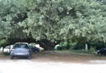 Διατηρητέο Μνημείο η Υπεραιωνόβια Βελανιδιά στη Ραφήνα Η υπεραιωνόβια βελανιδιά στη Ραφήνα
