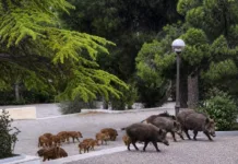 Απαγόρευση παροχής τροφής σε ζώα άγριας πανίδας στο Χαλάνδρι λόγω αυξημένου κινδύνου πυρκαγιάς