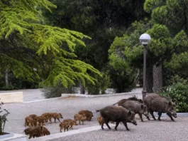 Δασική απαγορευτική διάταξη για παροχή τροφής σε άγρια πανίδα από το Δασαρχείο Πεντέλης