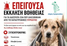 Δήμος Αμαρουσίου: Επείγουσα έκκληση βοήθειας για τα αδέσποτα ζώα που διασώθηκαν από τις καταστροφικές πυρκαγιές